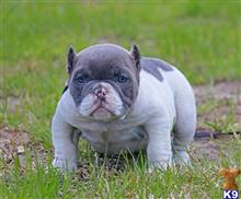 american pit bull puppy posted by Exotic Bully